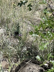 Papilio machaon bairdii