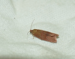 Celypha rosaceana