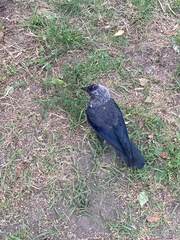 Corvus monedula