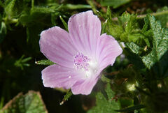 Malva cretica