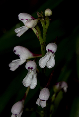 Disa saxicola