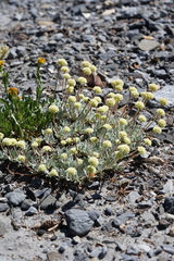 Eriogonum scopulorum