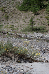 Eriogonum scopulorum