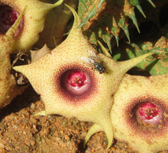Huernia