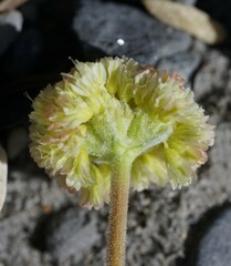 Eriogonum scopulorum