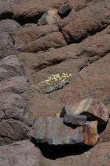 Eriogonum scopulorum