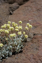 Eriogonum scopulorum