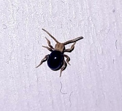 Mezium americanum