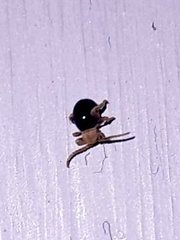 Mezium americanum