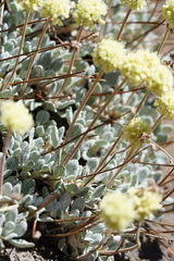 Eriogonum scopulorum