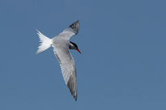 Sterna hirundo hirundo