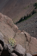 Eriogonum scopulorum