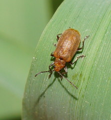 Galerucella placida