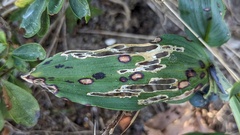 Phyllosticta cruenta