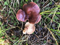 Lactarius badiosanguineus