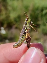 Melanoplus stupefactus