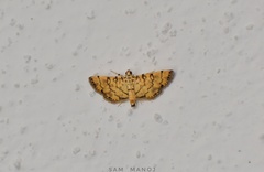 Lamprosema tampiusalis