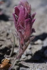 Castilleja rubida