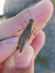 Melanoplus stupefactus