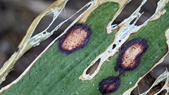 Phyllosticta cruenta