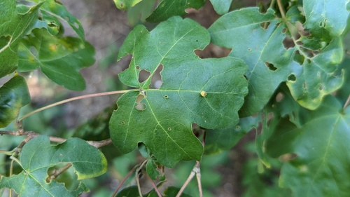 solitary maple leaf gall mite, Noordwijk, Nederland, photo 7 of 10
