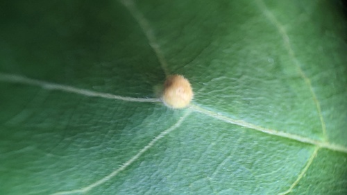 solitary maple leaf gall mite