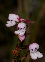 Disa saxicola