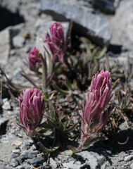 Castilleja rubida