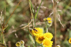 Eristalis arbustorum