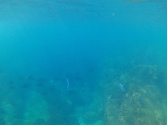 Caranx sexfasciatus