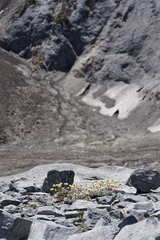Eriogonum scopulorum