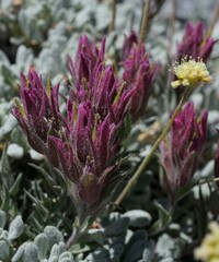 Castilleja rubida