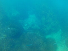 Caranx sexfasciatus