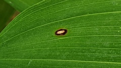 Phyllosticta cruenta