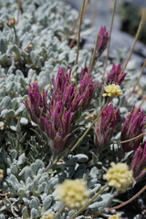 Castilleja rubida