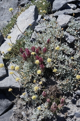 Eriogonum scopulorum