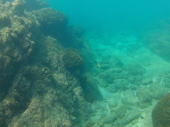 Johnrandallia nigrirostris