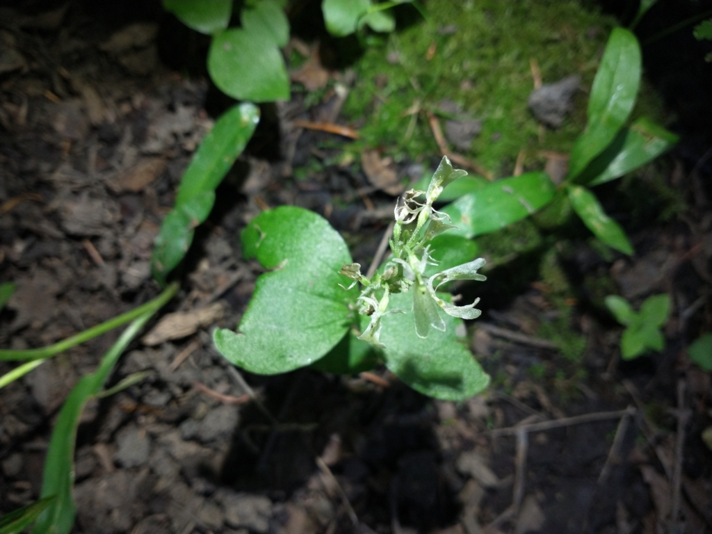 Neottia convallarioides