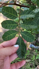 Schinus terebinthifolia