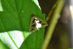 Tephriopis divulsa