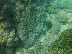 Halichoeres notospilus