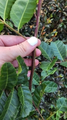 Schinus terebinthifolia