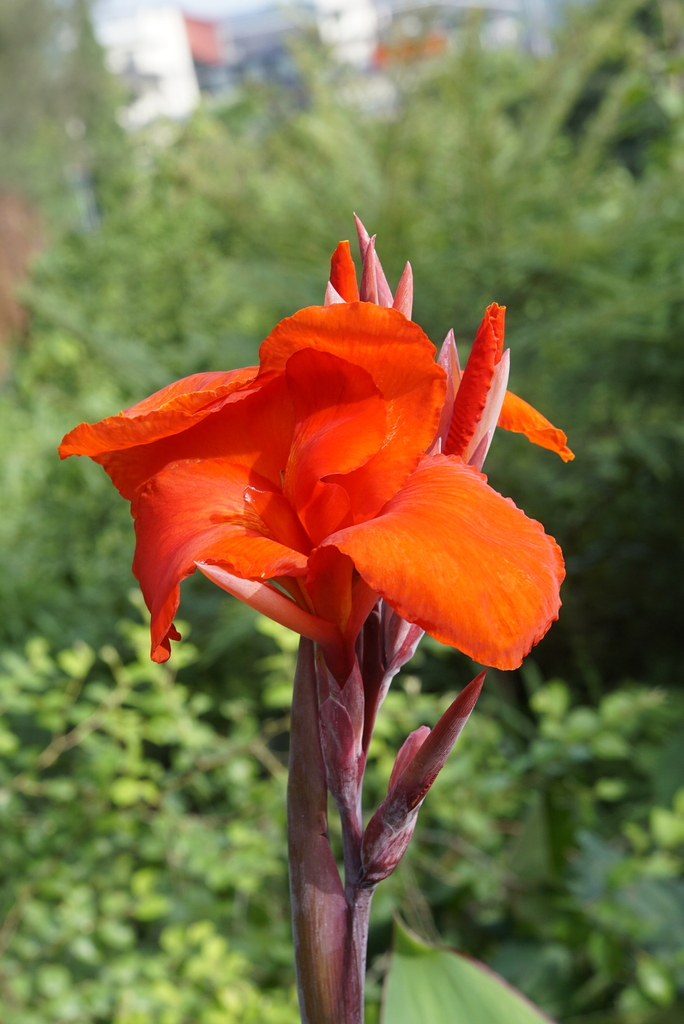 Canna or Canna Lily (genus Canna) — Yoga Judith