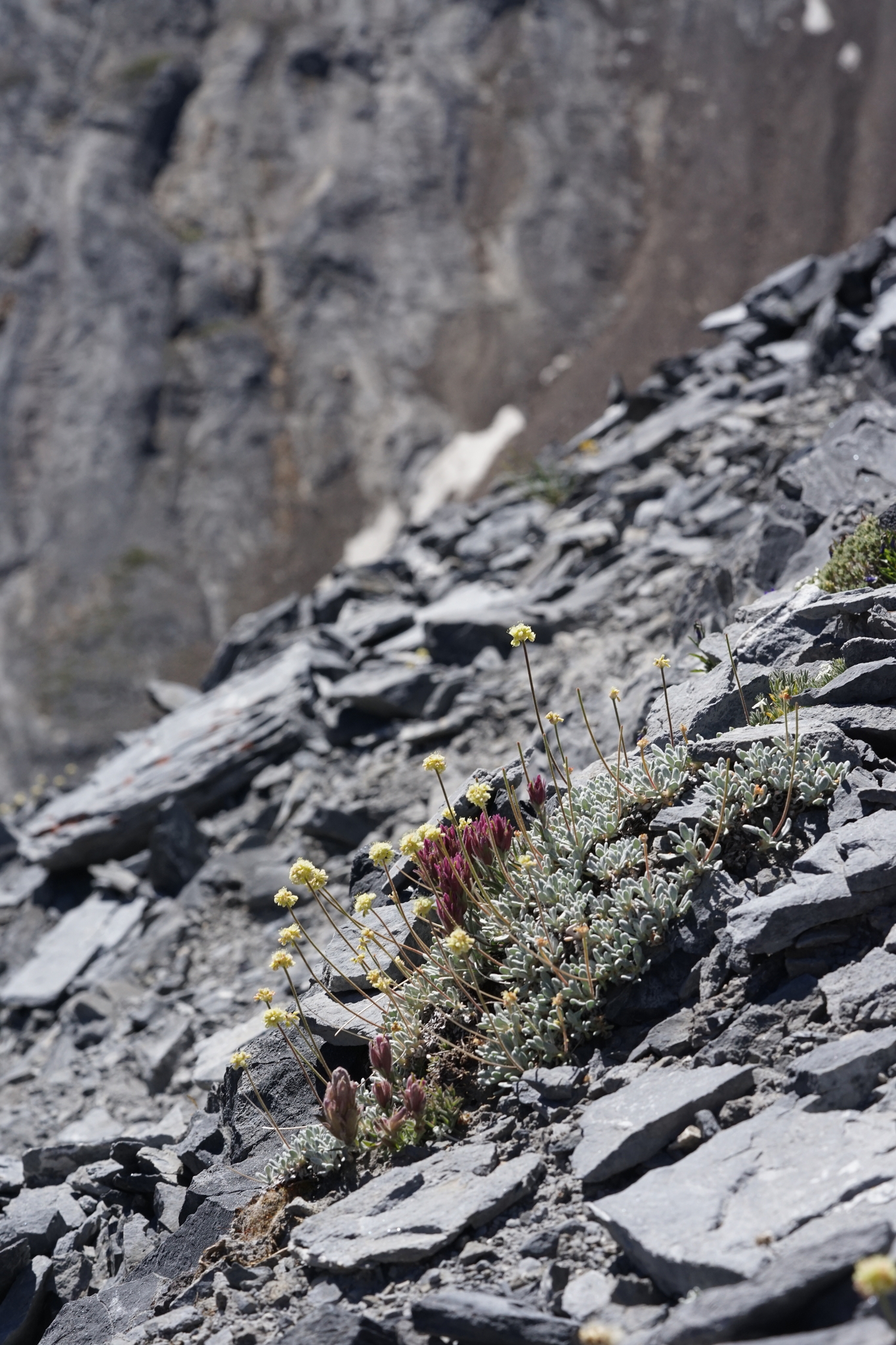 Eriogonum scopulorum