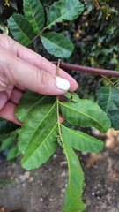 Schinus terebinthifolia