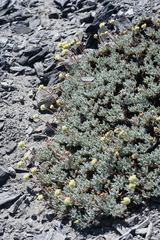 Eriogonum scopulorum
