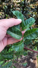 Schinus terebinthifolia