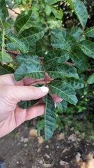 Schinus terebinthifolia