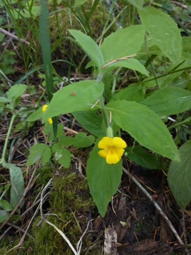 Erythranthe ptilota (Erythranthe ptilota)