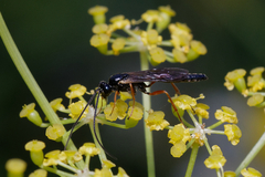 Ichneumonidae